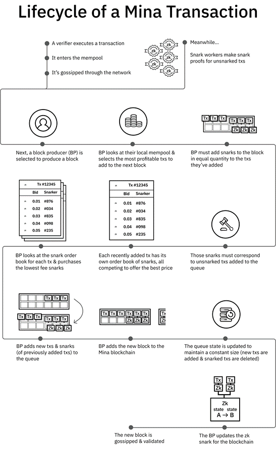 Mina Coin Life Cycle